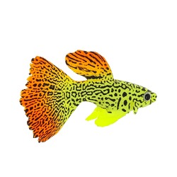 Gloxy флуоресцентная аквариумная декорация рыба гуппи на леске 8х2,5х4,5 см