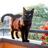 Ferplast Cat Net M защитная сетка на балкон, нейлон - 400xh300 см фото 2