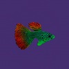 Gloxy флуоресцентная аквариумная декорация рыба гуппи на леске 8х2,5х4,5 см фото 2