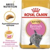 Royal Canin British Shorthair Kitten полнорационный сухой корм для котят породы британская короткошерстная фото 2