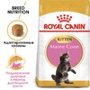 Royal Canin Maine Coon Kitten полнорационный сухой корм для котят породы мэйн-кун до 15 месяцев фото 2