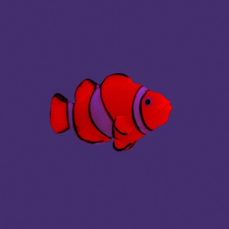 Gloxy флуоресцентная аквариумная декорация рыба клоун на леске 7х2,5х4 см фото 2