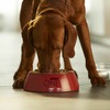 Purina ONE сухой корм для взрослых собак средних и крупных пород с ягненком и рисом - 10 кг фото 11