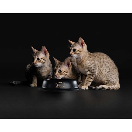Pro Plan Kitten влажный корм для котят, с говядиной, кусочки в соусе, в паучах - 85 г фото 12