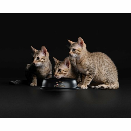 Pro Plan Kitten влажный корм для котят, с индейкой, кусочки в соусе, в паучах - 85 г фото 15
