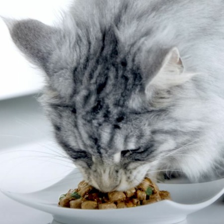 Purina ONE паучи для кошек при домашнем образе жизни с говядиной и морковью  - 75 г х 26 шт фото 15