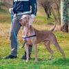 Ferplast Coach шлейка для собак, с кольцом спереди, синяя - L-XL (A:40-53 см, B:76-115 см, 25 мм) фото 3