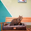 Ferplast Harris 65 диван-кровать для кошек и собак, коричневый - 64x48xh17 см фото 3