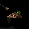 Мнямс Delicatesse "Асадо по-аргентински" влажный корм для щенков паштет из телятины с тыквой, в консервах - 200 г х 12 шт фото 3