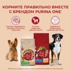 Purina ONE сухой корм для взрослых собак средних и крупных пород с говядиной и рисом - 10 кг фото 3
