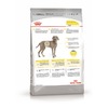 Royal Canin Maxi Dermacomfort полнорационный сухой корм для взрослых и стареющих собак крупных пород при раздражениях и зуде кожи, связанных с повышенной чувствительностью фото 3