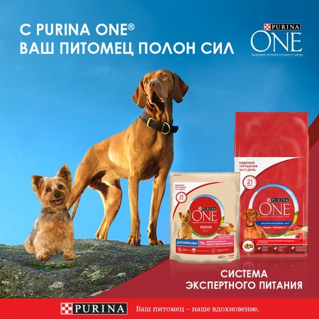 Purina ONE сухой корм для собак мелких и карликовых пород, при склоннности к набору веса, с индейкой и рисом фото 3