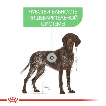 Royal Canin Maxi Digestive Care сухой корм для собак крупных пород с чувствительным пищеварением - 12 кг фото 3