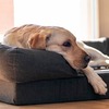 Ferplast Memor-One XL лежак для собак, серый - 112x88xh26,5 см фото 4