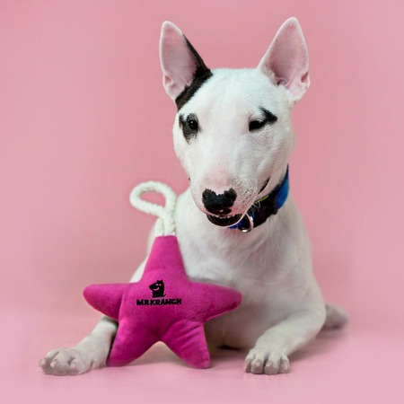 Mr.Kranch игрушка для собак мелких и средних пород, звездочка с канатом и пищалкой, нежно-розовая - 26х16х5 см фото 4