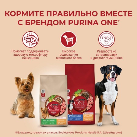 Purina ONE Adult сухой корм для собак средних и крупных пород, с курицей и рисом - 1,8 кг фото 4