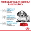 Royal Canin Medium Puppy полнорационный сухой корм для щенков средних пород до 12 месяцев - 3 кг фото 5