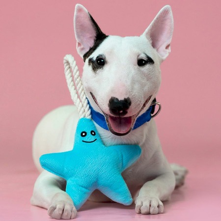 Mr.Kranch игрушка для собак мелких и средних пород, звездочка с канатом и пищалкой, нежно-голубая - 26х16х5 см фото 5