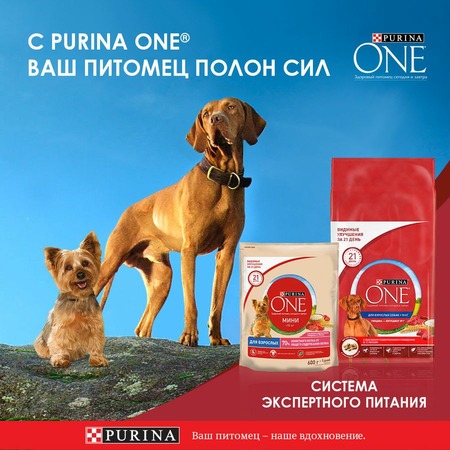 Purina ONE сухой корм для взрослых собак средних и крупных пород с ягненком и рисом - 10 кг фото 6