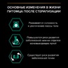 Pro Plan Sterilised Adult Renal Plus для взрослых стерилизованных кошек, с индейкой - 1,5 кг фото 7