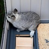 Ferplast Ranch 120 Basic клетка для кроликов для содержания на улице, деревянная, сизо-серая - 117x67,5xh95,5 см-110x61см-33x56 см фото 8