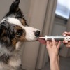 Protexin Проколин для лечения диареи и пищевых расстройств у собак и кошек 15 мл фото 8