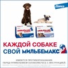Elanco Мильбемакс таблетки от глистов для взрослых крупных собак (2 таблетки) фото 9