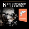 Pro Plan OptiDerma сухой корм для собак средних пород с чувствительной кожей, с высоким содержанием лосося - 7 кг фото 9