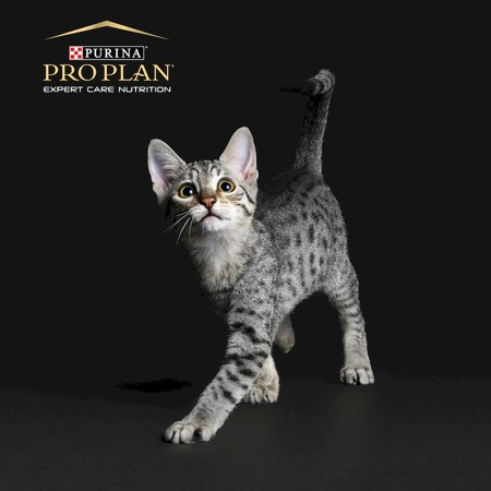 Purina Pro Plan Acti-Protect сухой корм для котят с индейкой - 1,5 кг фото 9