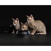 Pro Plan Delicate сухой корм для котят с чувствительным пищеварением, с высоким содержанием индейки - 200 г фото 10